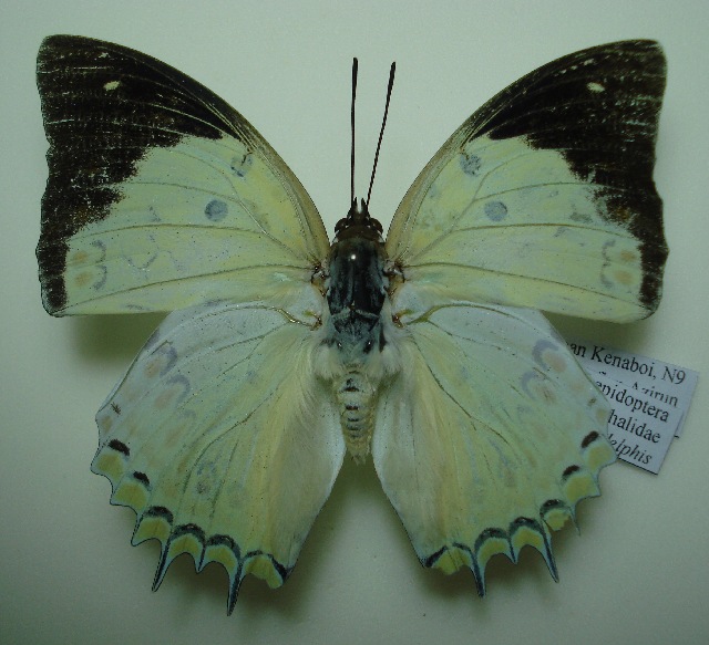 Real Framed Polyura Delphis Concha Verso Butterfly 303V 