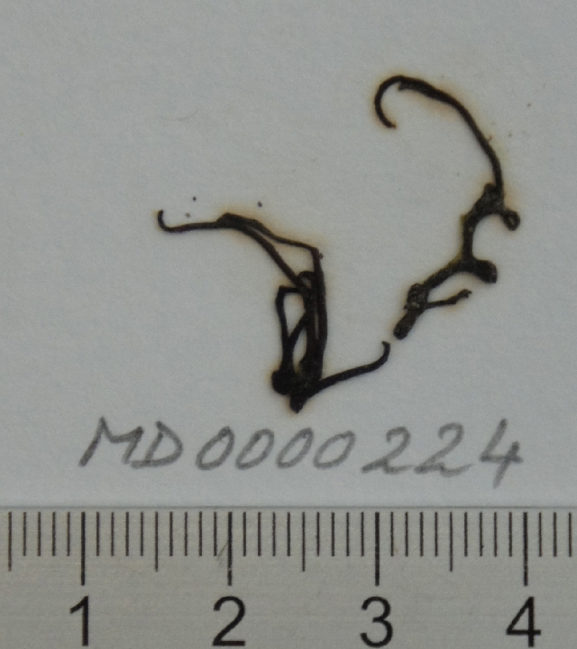 nemalion helminthoides taxonomie)