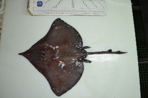  ( - Dn26b)  @11 [ ] No Rights Reserved  Unspecified Unspecified