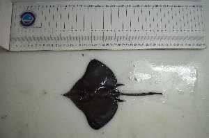  ( - Dn29)  @11 [ ] No Rights Reserved  Unspecified Unspecified