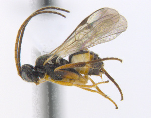  (Diolcogaster facetosa - CNC469035)  @15 [ ] CreativeCommons  Attribution Non-Commercial Share-Alike (2016) Unspecified Canadian National Collection of Insects