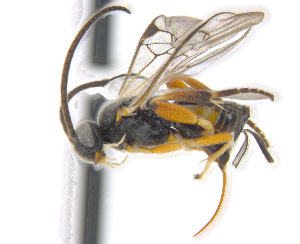  ( - CNC469093)  @11 [ ] CreativeCommons  Attribution Non-Commercial Share-Alike (2016) Unspecified Canadian National Collection of Insects