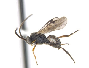  (Microplitis scutellatus - CNC469159)  @13 [ ] CreativeCommons  Attribution Non-Commercial Share-Alike (2016) Unspecified Canadian National Collection of Insects