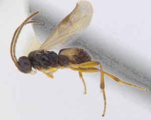  ( - CNC469235)  @14 [ ] CreativeCommons  Attribution Non-Commercial Share-Alike (2016) Unspecified Canadian National Collection of Insects