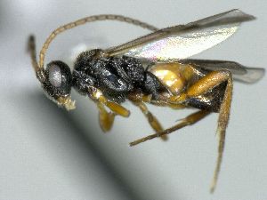  ( - CNC469274)  @13 [ ] CreativeCommons  Attribution Non-Commercial Share-Alike (2016) Unspecified Canadian National Collection of Insects
