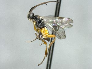  ( - CNC469276)  @11 [ ] CreativeCommons  Attribution Non-Commercial Share-Alike (2016) Unspecified Canadian National Collection of Insects