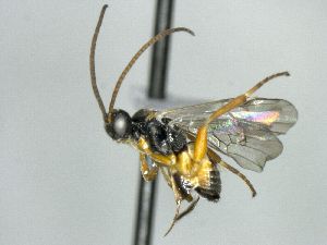  ( - CNC469277)  @11 [ ] CreativeCommons  Attribution Non-Commercial Share-Alike (2016) Unspecified Canadian National Collection of Insects