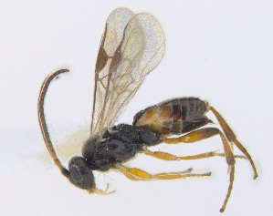 ( - CNC469334)  @13 [ ] CreativeCommons  Attribution Non-Commercial Share-Alike (2016) Unspecified Canadian National Collection of Insects