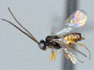  ( - CNC469882)  @12 [ ] CreativeCommons  Attribution Non-Commercial Share-Alike (2016) Unspecified Canadian National Collection of Insects