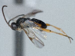  ( - CNC469924)  @11 [ ] CreativeCommons  Attribution Non-Commercial Share-Alike (2016) Unspecified Canadian National Collection of Insects
