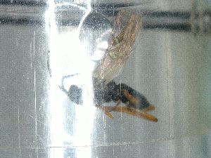  ( - CNC469925)  @11 [ ] CreativeCommons  Attribution Non-Commercial Share-Alike (2016) Unspecified Canadian National Collection of Insects
