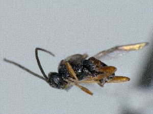  ( - CNC469928)  @11 [ ] CreativeCommons  Attribution Non-Commercial Share-Alike (2016) Unspecified Canadian National Collection of Insects