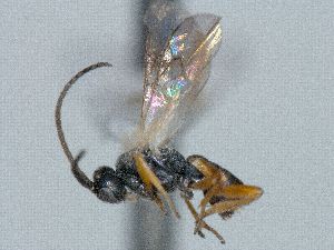  ( - CNC469932)  @11 [ ] CreativeCommons  Attribution Non-Commercial Share-Alike (2016) Unspecified Canadian National Collection of Insects