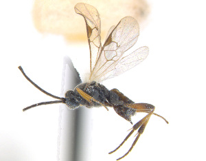  ( - CNC472875)  @13 [ ] CreativeCommons  Attribution Non-Commercial Share-Alike (2016) Unspecified Canadian National Collection of Insects