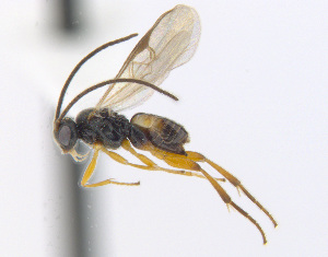  (Cotesia - CNC473555)  @15 [ ] CreativeCommons  Attribution Non-Commercial Share-Alike (2016) Unspecified Canadian National Collection of Insects