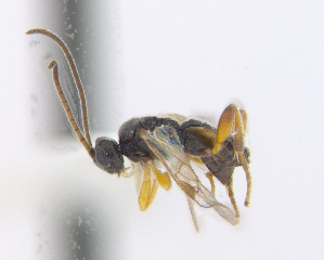  ( - CNC473580)  @13 [ ] CreativeCommons  Attribution Non-Commercial Share-Alike (2016) Unspecified Canadian National Collection of Insects