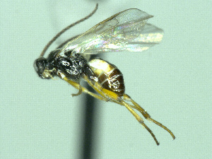  ( - CNC486455)  @11 [ ] CreativeCommons  Attribution Non-Commercial Share-Alike (2016) Unspecified Canadian National Collection of Insects
