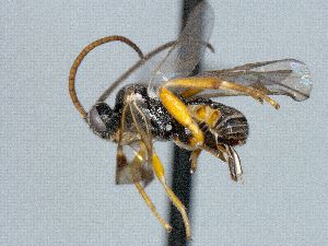  ( - CNC486490)  @11 [ ] CreativeCommons  Attribution Non-Commercial Share-Alike (2016) Unspecified Canadian National Collection of Insects