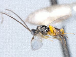  ( - CNC489621)  @12 [ ] CreativeCommons  Attribution Non-Commercial Share-Alike (2016) Unspecified Canadian National Collection of Insects