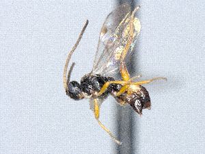  ( - CNC509448)  @12 [ ] CreativeCommons  Attribution Non-Commercial Share-Alike (2016) Unspecified Canadian National Collection of Insects