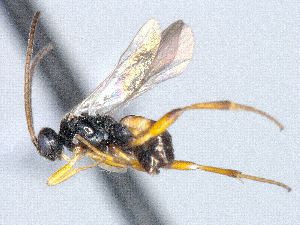  ( - CNC509453)  @12 [ ] CreativeCommons  Attribution Non-Commercial Share-Alike (2016) Unspecified Canadian National Collection of Insects