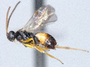  ( - CNC509455)  @12 [ ] CreativeCommons  Attribution Non-Commercial Share-Alike (2016) Unspecified Canadian National Collection of Insects