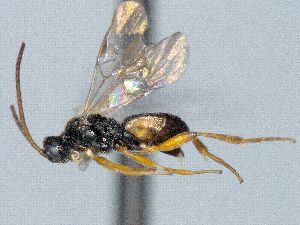  ( - CNC509458)  @12 [ ] CreativeCommons  Attribution Non-Commercial Share-Alike (2016) Unspecified Canadian National Collection of Insects