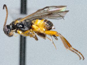  ( - CNC509462)  @11 [ ] CreativeCommons  Attribution Non-Commercial Share-Alike (2016) Unspecified Canadian National Collection of Insects