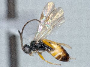  ( - CNC510090)  @11 [ ] CreativeCommons  Attribution Non-Commercial Share-Alike (2016) Unspecified Canadian National Collection of Insects