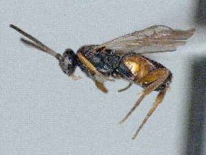  ( - CNC510691)  @11 [ ] CreativeCommons  Attribution Non-Commercial Share-Alike (2016) Unspecified Canadian National Collection of Insects