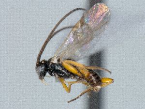  ( - CNC511893)  @11 [ ] CreativeCommons  Attribution Non-Commercial Share-Alike (2016) Unspecified Canadian National Collection of Insects