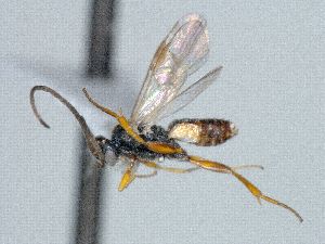  ( - CNC511897)  @11 [ ] CreativeCommons  Attribution Non-Commercial Share-Alike (2016) Unspecified Canadian National Collection of Insects