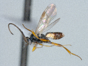  ( - CNC511897)  @11 [ ] CreativeCommons  Attribution Non-Commercial Share-Alike (2016) Unspecified Canadian National Collection of Insects