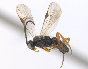  ( - CNC511924)  @11 [ ] CreativeCommons  Attribution Non-Commercial Share-Alike (2016) Unspecified Canadian National Collection of Insects