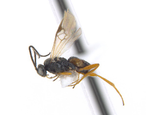  ( - CNC511925)  @11 [ ] CreativeCommons  Attribution Non-Commercial Share-Alike (2016) Unspecified Canadian National Collection of Insects