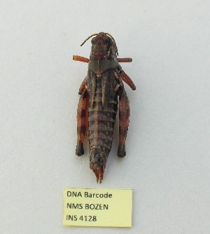  ( - NMS BOZEN INS 4128)  @12 [ ] CreativeCommons - Attribution Non-Commercial Share-Alike (2017) Petra Kranebitter Naturmuseum Südtirol