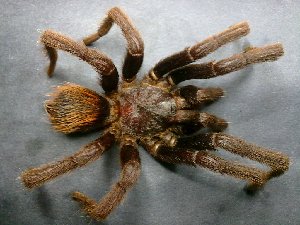  (Brachypelma - AASFB-0040)  @14 [ ] Unspecified (default): All Rights Reserved  Manuel Medina Mex Unspecified