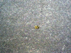 ( - AASFB-0541)  @12 [ ] Unspecified (default): All Rights Reserved  Manuel Medina Mex Unspecified
