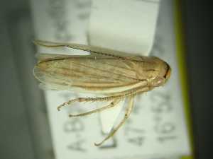  ( - ZIK_OE15_63)  @11 [ ] CC BY (2022) Holzinger W Oekoteam - Inst.Animal Ecology & Landscape Planning, Graz, Austria