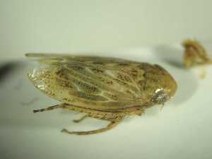  ( - ZIK_Oe16_43)  @11 [ ] CC BY (2022) Holzinger W Oekoteam - Inst.Animal Ecology & Landscape Planning, Graz, Austria