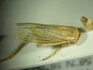  ( - ZIK_Oe16_45)  @11 [ ] CC BY (2022) Holzinger W Oekoteam - Inst.Animal Ecology & Landscape Planning, Graz, Austria