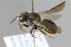  (Bathanthidium sibiricum - MK-whl144)  @11 [ ] nrr (2024) Unspecified Max Kasparek