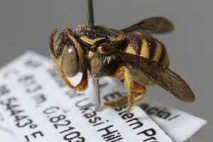  (Eoanthidium bicarinatum - MK-icipe008)  @11 [ ] nrr (2025) Unspecified Max Kasparek