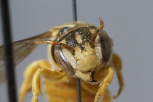  (Cyphanthidium - MK-icipe025)  @11 [ ] nrr (2025) Unspecified Max Kasparek