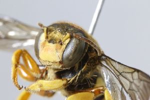  (Trachusa massauahensis - MK-icipe028)  @11 [ ] nrr (2025) Unspecified Max Kasparek