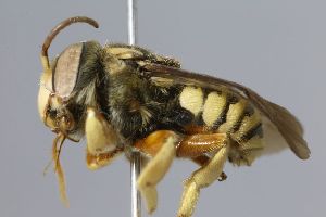  (Trachusa massauahensis - MK-icipe030)  @11 [ ] CreativeCommons - Attribution Share-Alike (2025) Max Kasparek Private Collection of Max Kasparek