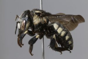  (Trachusa eburneomaculata - MK-icipe029)  @11 [ ] No Rights Reserved (2025) Unspecified Private Collection of Max Kasparek
