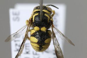  (Anthidiellum crassepunctatum - MK-whl154)  @11 [ ] nrr (2025) Unspecified Max Kasparek