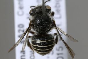  (Pseudoanthidium aff. sp - MK-whl226)  @11 [ ] nrr (2025) Unspecified Max Kasparek