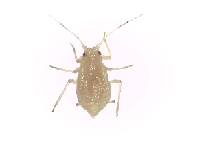  ( - MpKt2)  @13 [ ] Unspecified (default): All Rights Reserved (2016) International Centre of Insect Physiology and Ecology International Centre of Insect Physiology and Ecology